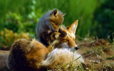 FoxMom1920x12006-21-2012 3_03_09 PM Bing Desktop